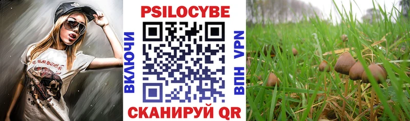 Галлюциногенные грибы Psilocybe  купить закладку  Йошкар-Ола 